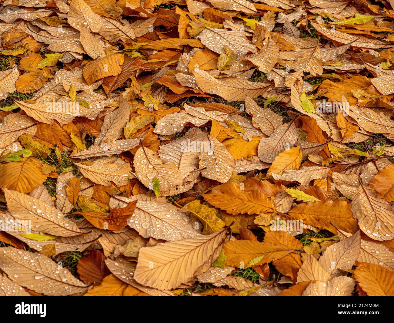 Carpet of fallen autumn leaves hi-res stock photography and images - Alamy