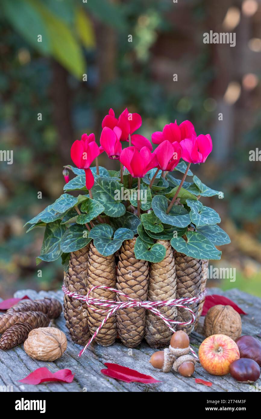 autumn decoration with red cyclamen flower and fir cones Stock Photo