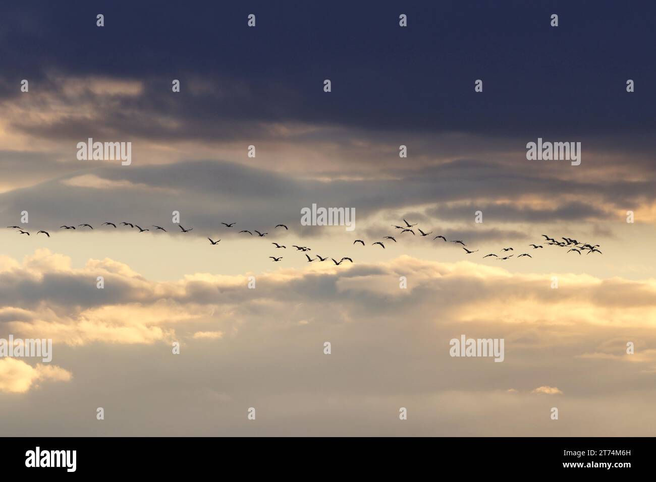 A flock of birds soar through the bright blue sky, their wings ...