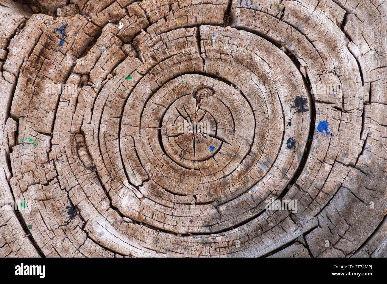 Close up of a cracked and aged tree stump with visible tree rings ...