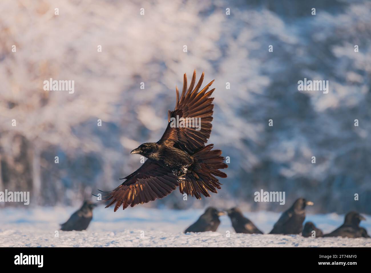 Flying black raven bird (Corvus corax) with open wings and snow flakes bokeh, wildlife in nature Stock Photo