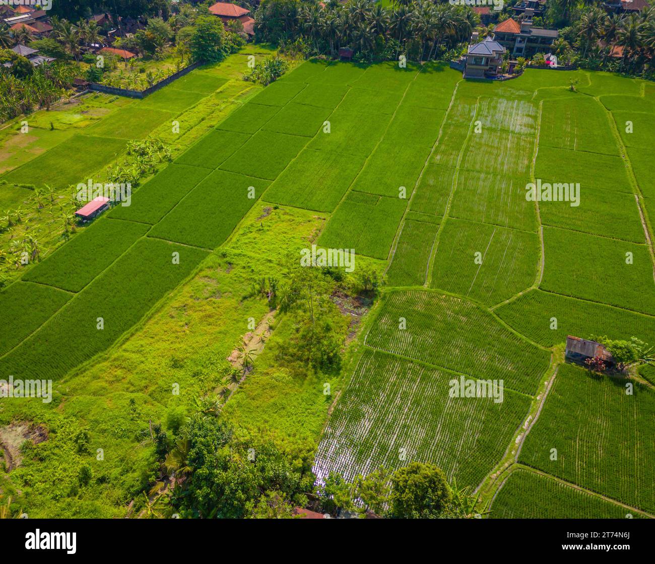 Aerial scenic drone view over rice fields in Bali island. Green rice ...
