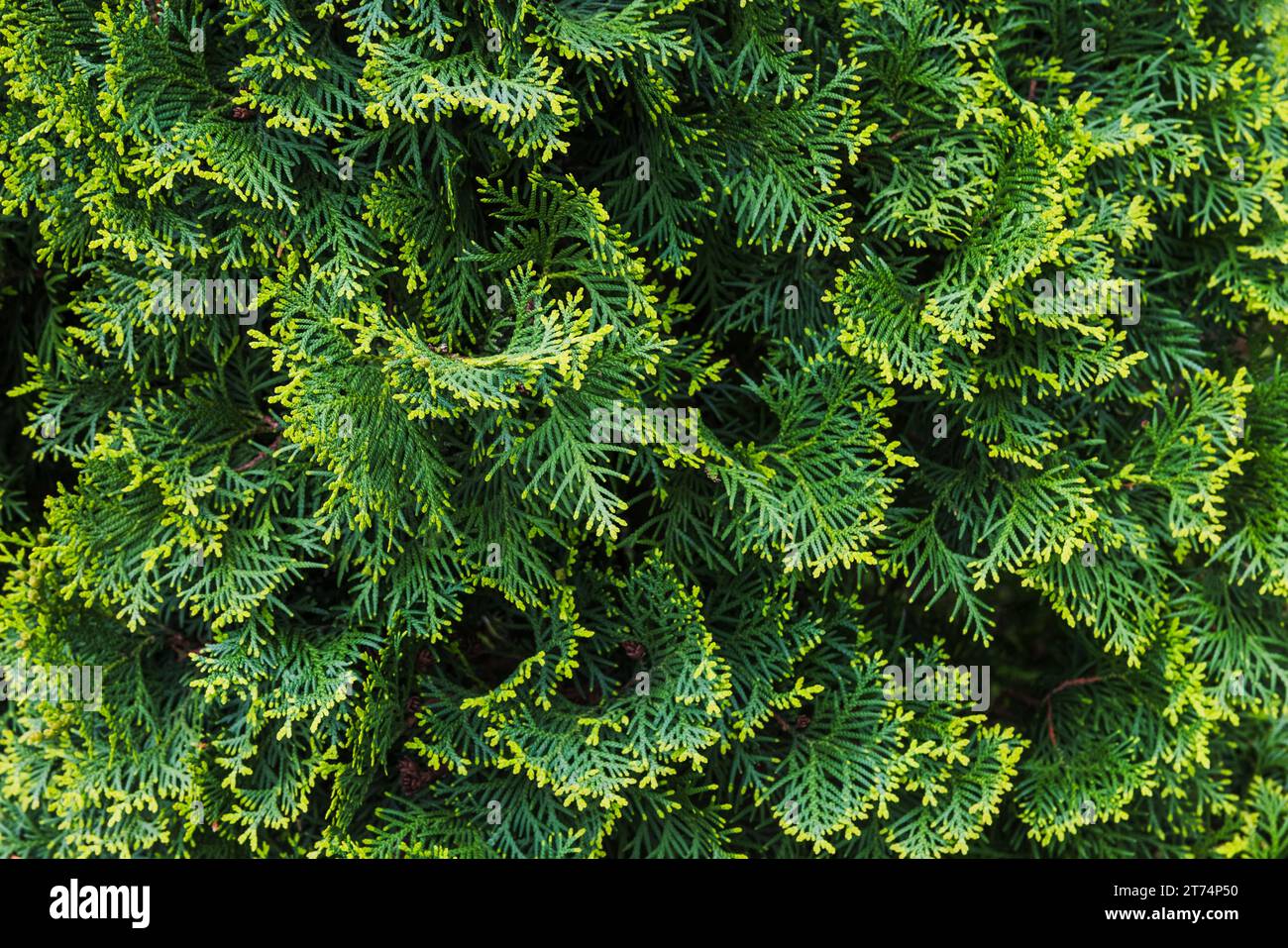 Green leaves of thuja, close-up background photo texture Stock Photo