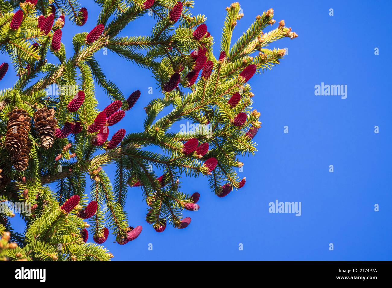 Spruce tree branch with red cones is under clear blue sky on a spring day Stock Photo