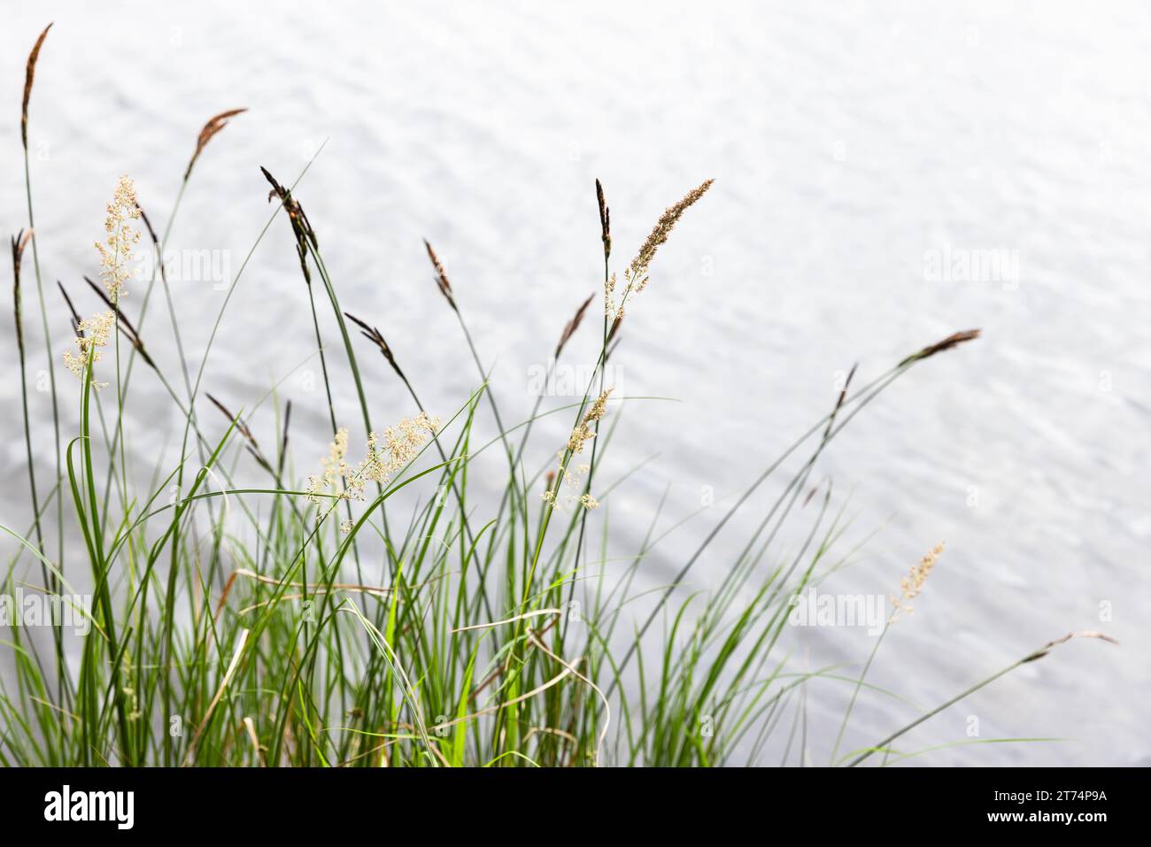 Carex appropinquata. Natural photo of coastal grass with selective soft