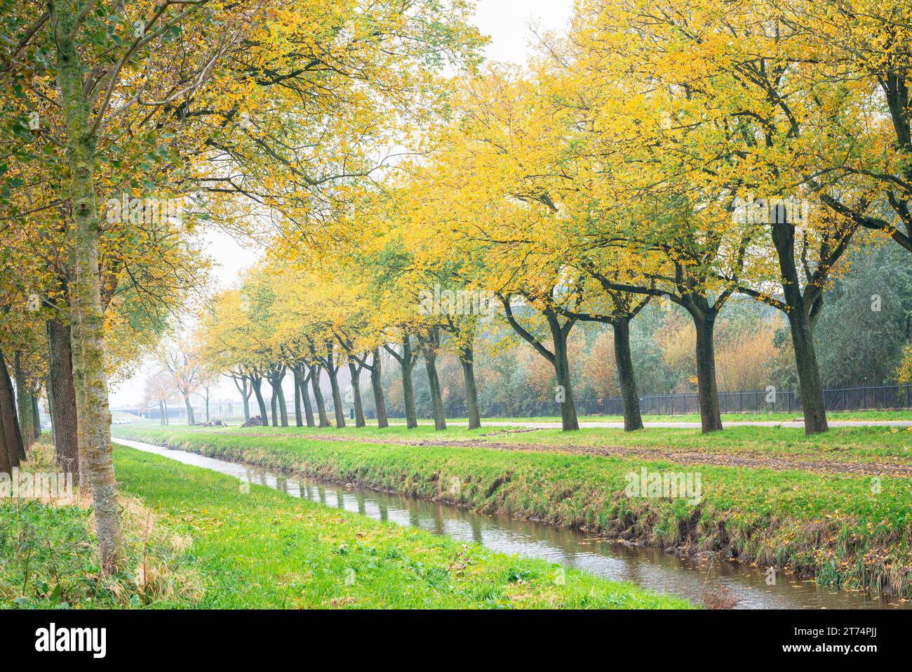 Beautiful perspective scenery with a row of trees in autumn colors. Stock Photo