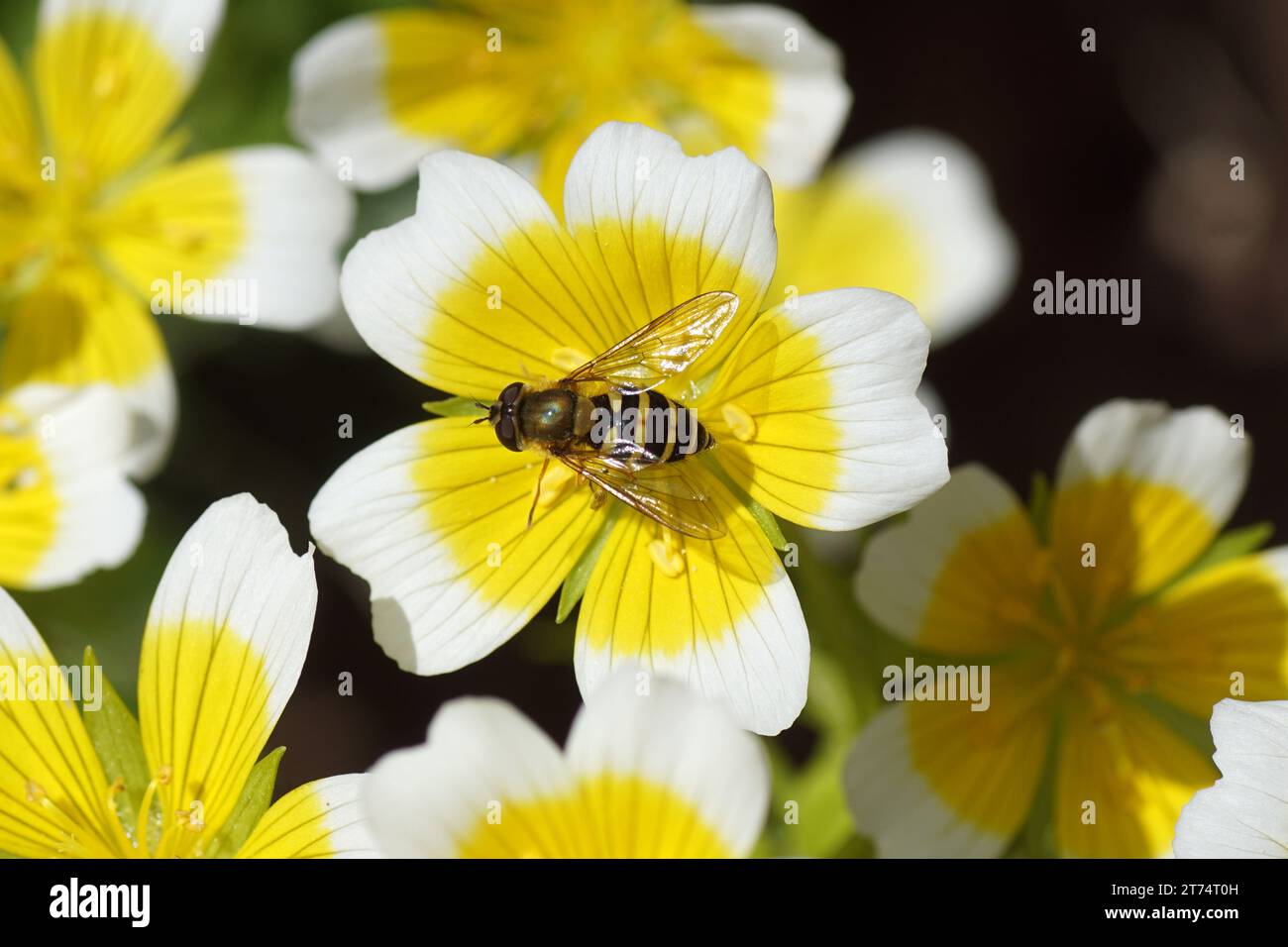 Female hoverfly Syrphus ribesii, family Syrphidae on flowers of Douglas' meadowfoam, poached egg plant (Limnanthes douglasii), family meadowfoam Stock Photo