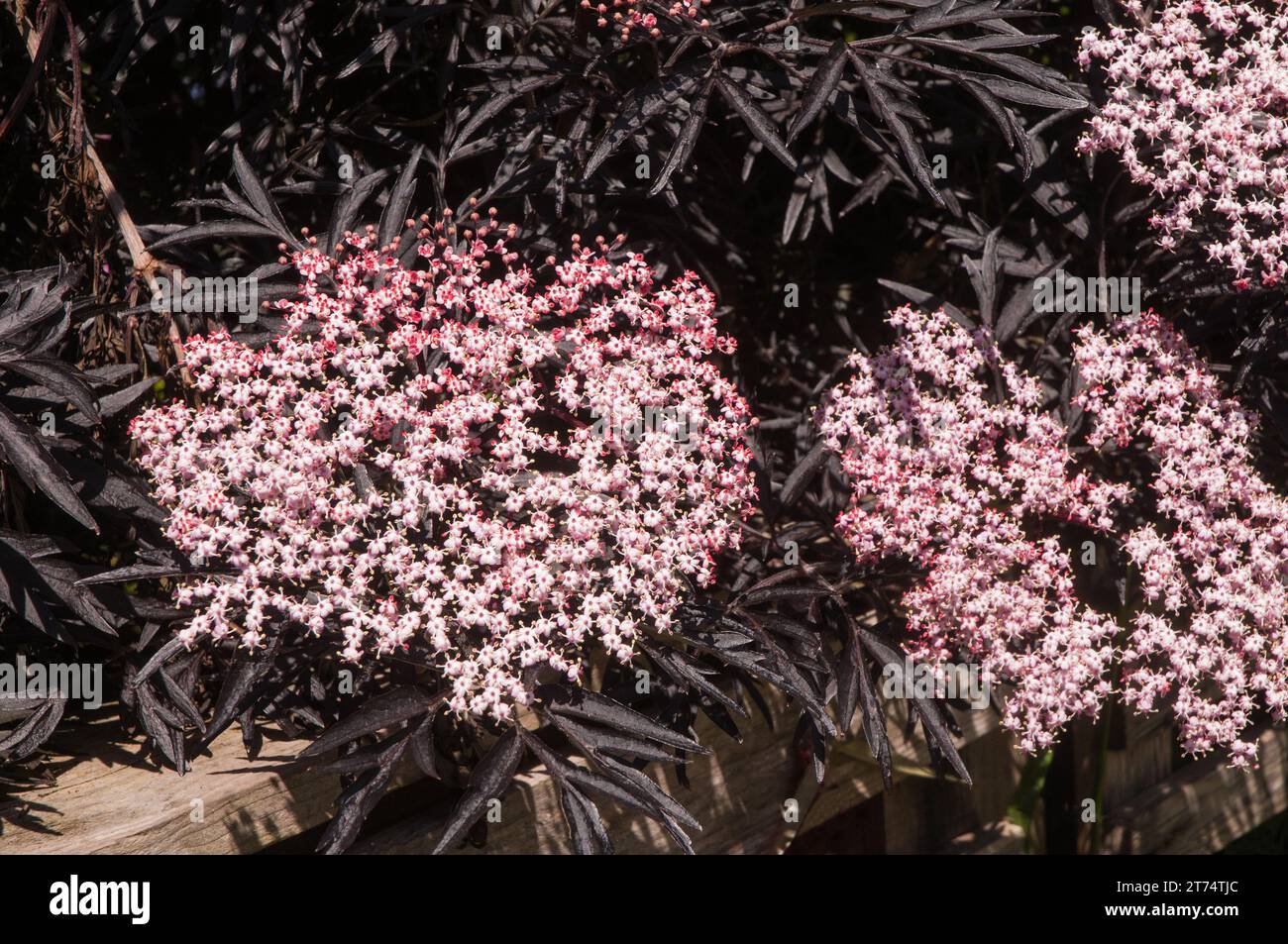 Sambucus nigra  Black Elder  A diciduous bushy shrub or small tree that has black leaves and also black berries in autumn. Is fully hardy. Stock Photo