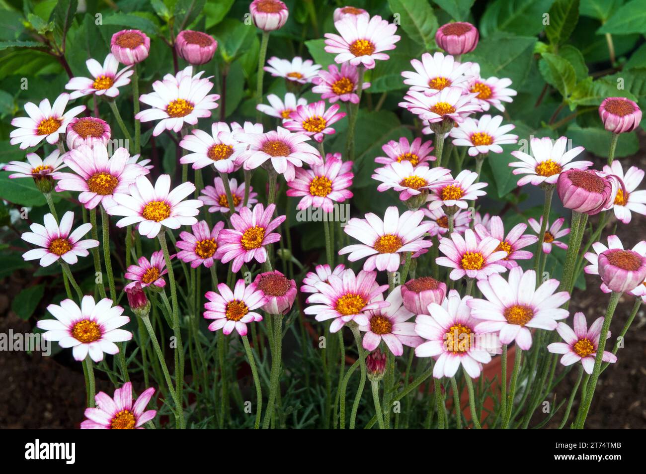 Rhodanthemum or Moroccan daisy is a clump forming perennial with daisy like flowers in shades of white red and pink semi evergreen and frost hardy Stock Photo