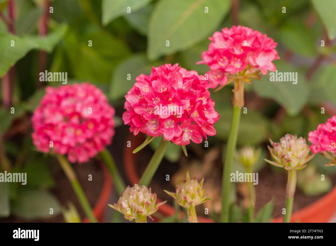 Armeria dreameria Dreamland a plant that has deep pink flowers in spring and summer is an evergreen perennial good for borders & coastal areas Stock Photo