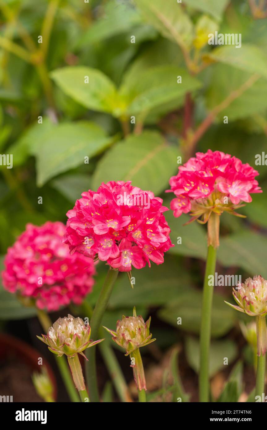 Armeria dreameria Dreamland a plant that has deep pink flowers in spring and summer is an evergreen perennial good for borders & coastal areas Stock Photo
