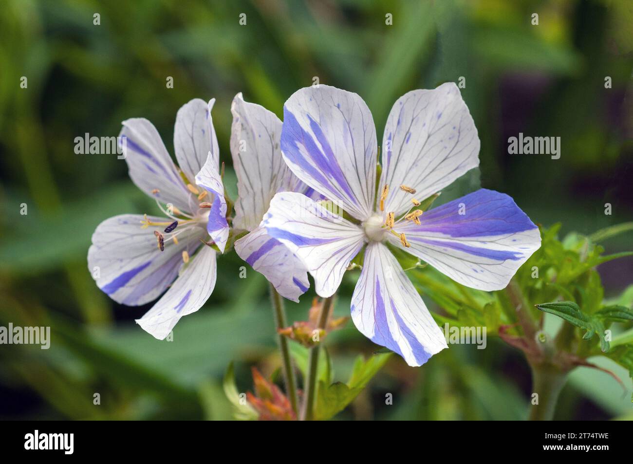 Close up of Geranium pratense striatum Splish Splash also meadow cranesbill a clump forming hardy deciduous perennial that is good for ground cover Stock Photo