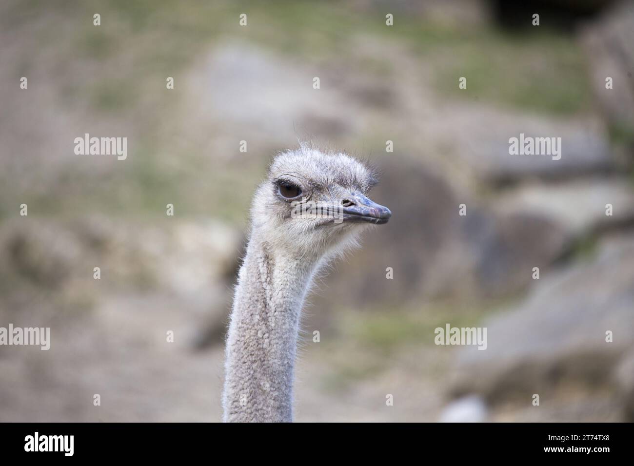 Observe the majesty of the Struthio camelus, the ostrich, as it gracefully traverses the vast African savannah. This stock photo captures the beauty o Stock Photo