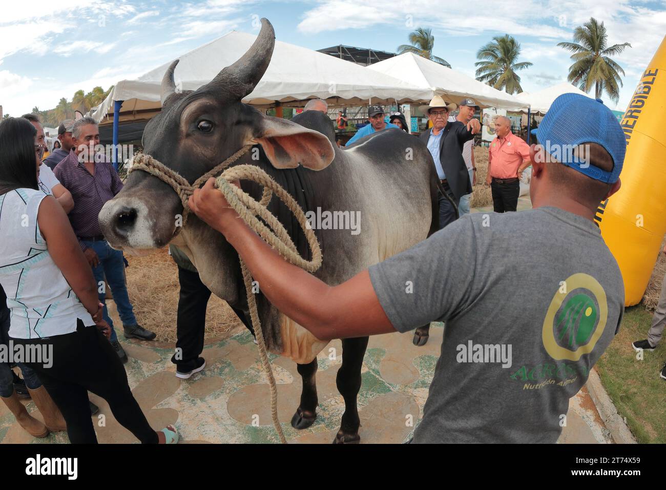 MARACAIBO-VENEZUELA- 02-11-2023- A Cebu bulls is exhibited to several people,during the Latin American cattle fair in the city of Maracaibo.©JOSE BULA Stock Photo
