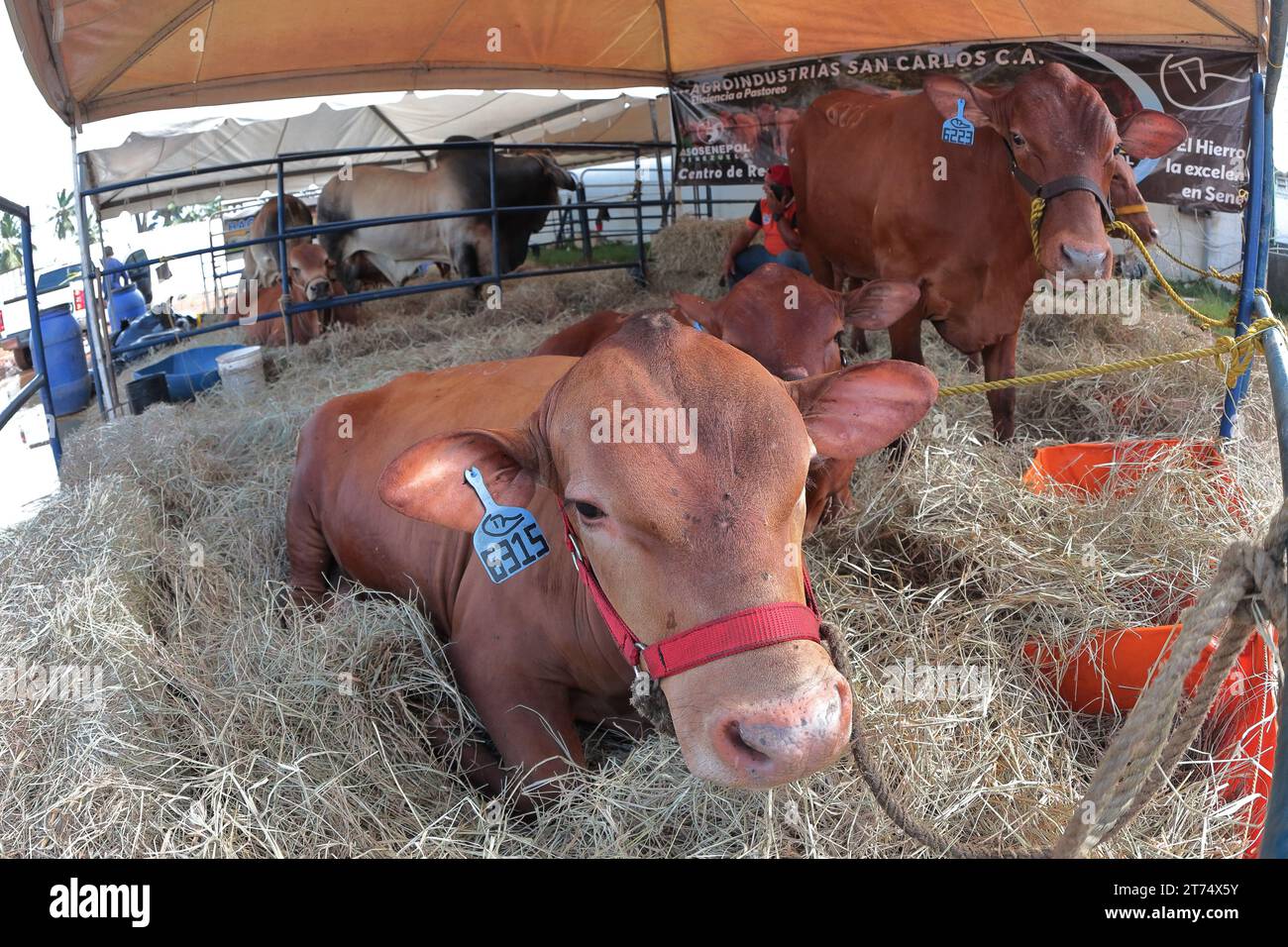 MARACAIBO-VENEZUELA- 02-11-2023- Some cows of the Blancer breed, are seen during a livestock exhibition in the city of Maracaibo.© JOSE ISAAC BULA URR Stock Photo
