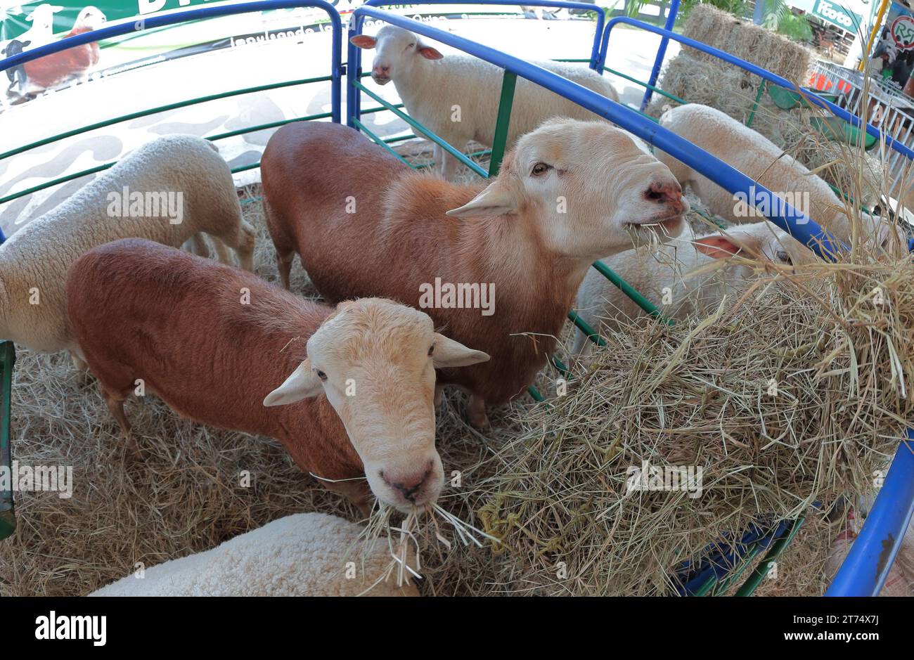 MARACAIBO-VENEZUELA- 02-11-2023- Some sheeps of Ile de france breed, feed with hay, during the Latin American cattle fair in the city of Maracaibo. ©J Stock Photo