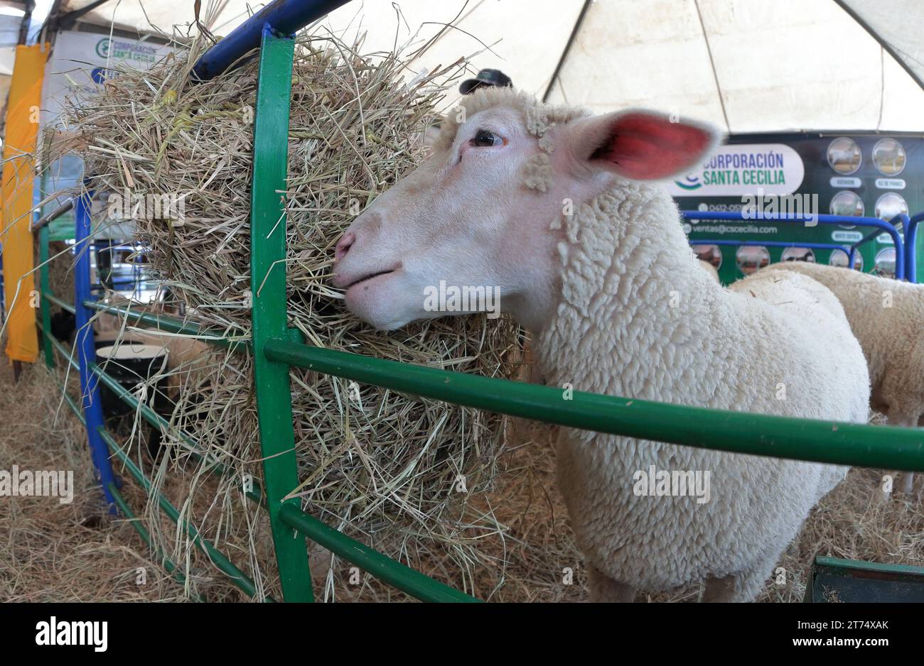 MARACAIBO-VENEZUELA- 02-11-2023- Some sheep of Ile de france breed eat grass during the Latin American cattle fair in the city of Maracaibo. © JOSE IS Stock Photo