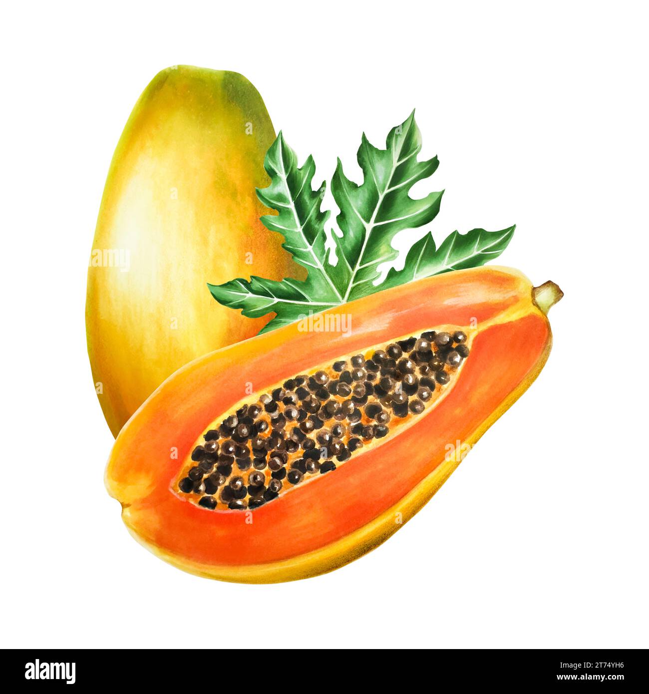 Vector Sketch Drawing Illustration of Papaya Isolated on White Background.  Hand Drawn Tropical Fruit Illustration Stock Vector - Illustration of ripe,  natural: 181735750