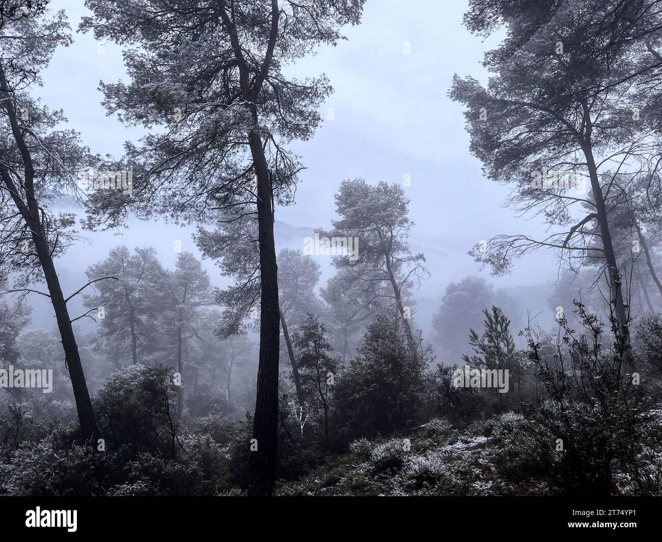 Natural park of collserola hi-res stock photography and images - Alamy