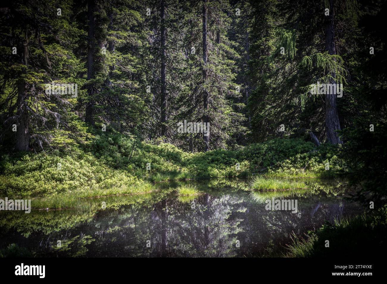 Lacke, Rauris primeval forest, Rauris, Pinzgau, Salzburger Land, Austria Stock Photo