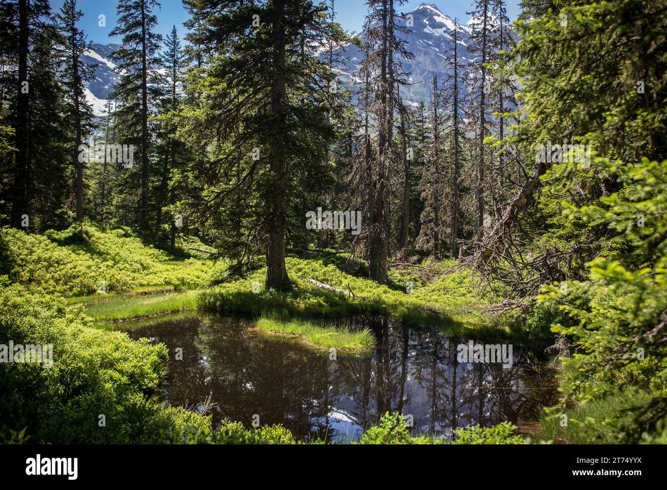 Lacke, Rauris primeval forest, Rauris, Pinzgau, Salzburger Land, Austria Stock Photo