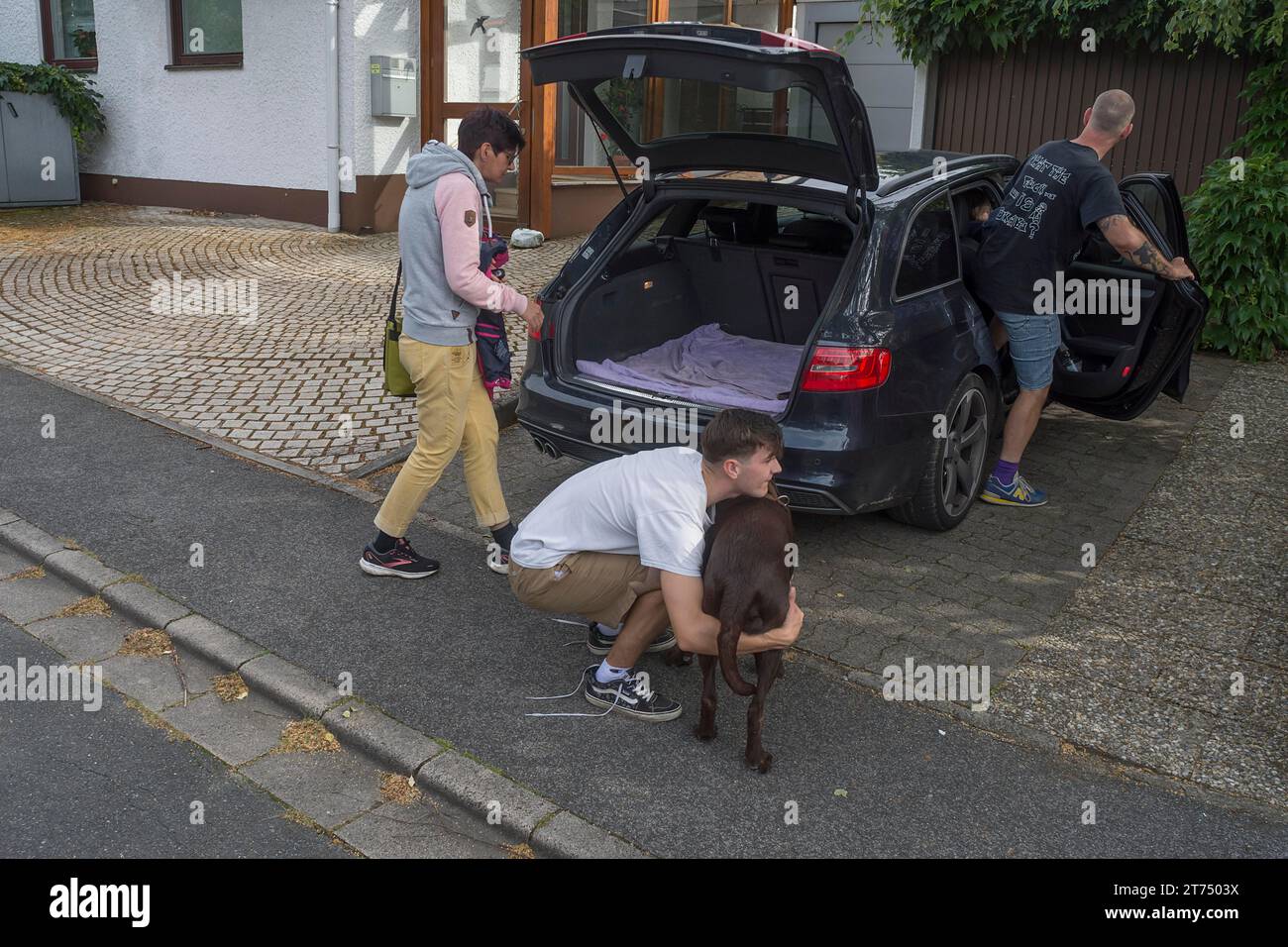 Old, sick Labrador is lifted into the car by a young man, Bavaria, Germany Stock Photo