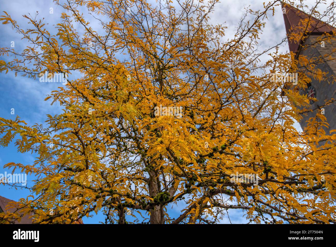 Ash (Fraxinus excelsior) in autumn colour, Bavaria, Germany Stock Photo ...