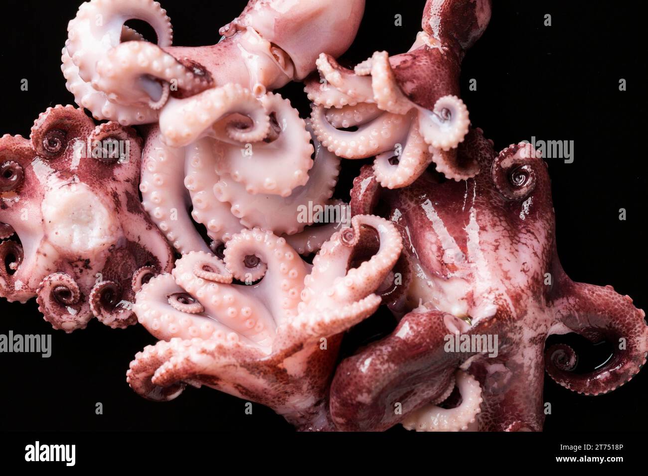 Octopus black background sea hi-res stock photography and images - Alamy