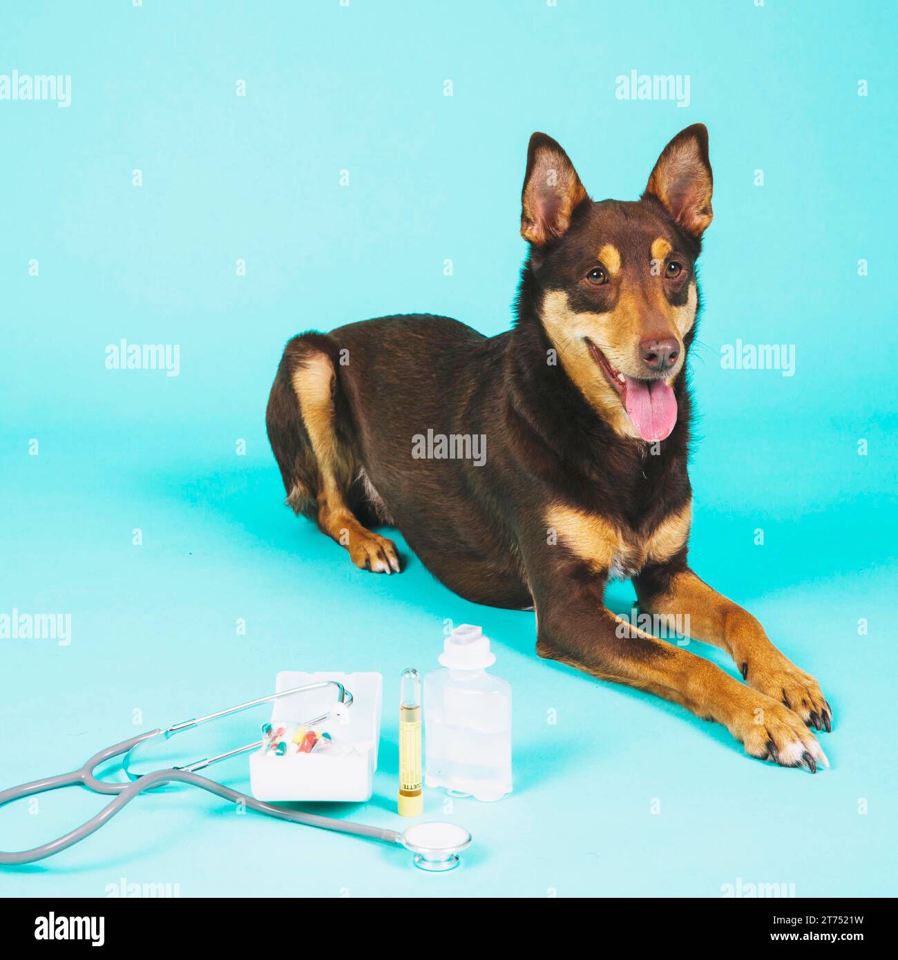 Dog veterinary equipment Stock Photo - Alamy