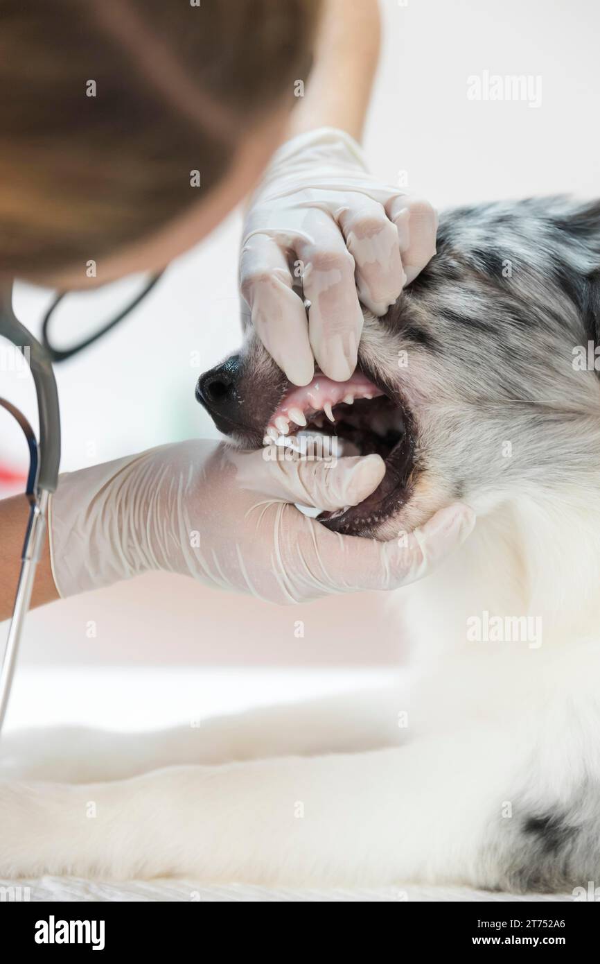 Female veterinarian inspecting dog s teeth clinic Stock Photo - Alamy