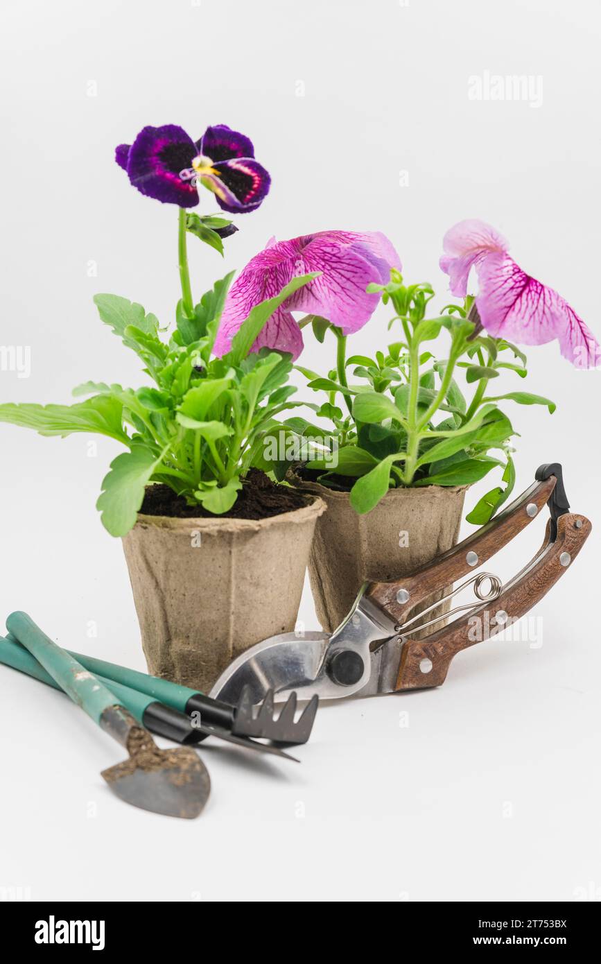 Mini gardening tools secateurs with petunia pansy flower plants white backdrop Stock Photo