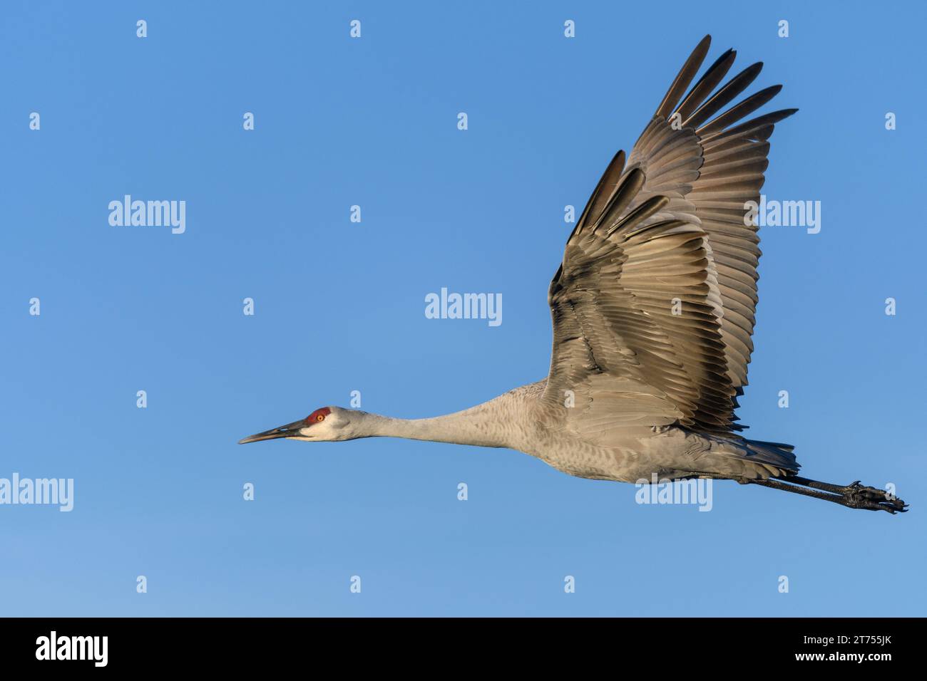 A solitary Sandhill Crane flying in profile, wings fully extended and raised, illuminated in warm sunlight with a pure blue sky in the background. Stock Photo
