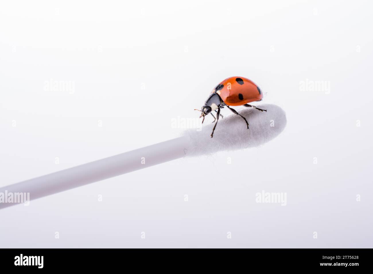 Ladybug In Ear Red ladybug walking on an ear stick Stock Photo - Alamy