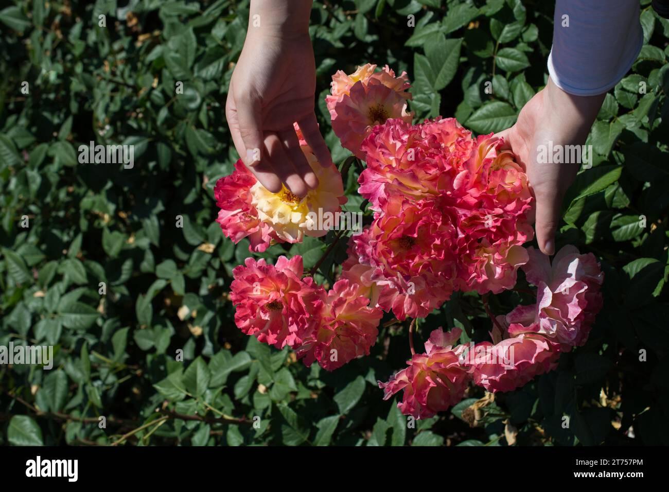 Beautiful fresh roses in hand Stock Photo