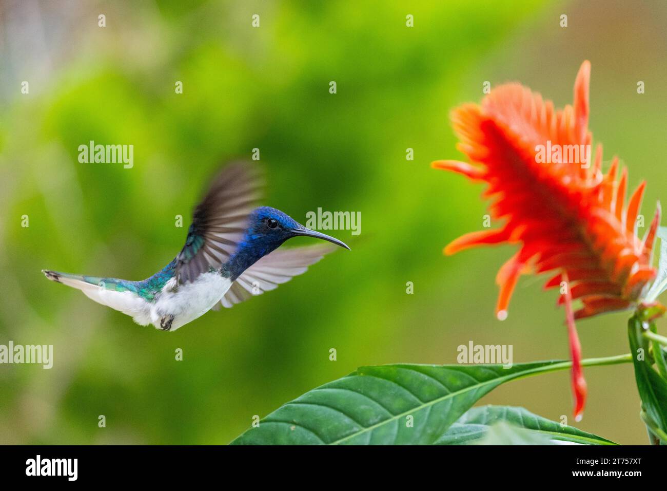 Flying White-naped Hummingbird (Trochilidae) male (Florisugra mellivora), Hummingbird, Swiftbirds (Apodiformes), Ahpelandra scabra, Acanthus family Stock Photo