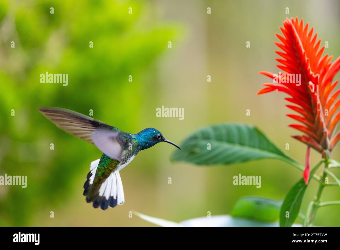Flying White-naped Hummingbird (Trochilidae) female (Florisugra mellivora), Hummingbird, Swiftbirds (Apodiformes), Ahpelandra scabra, Acanthus family Stock Photo