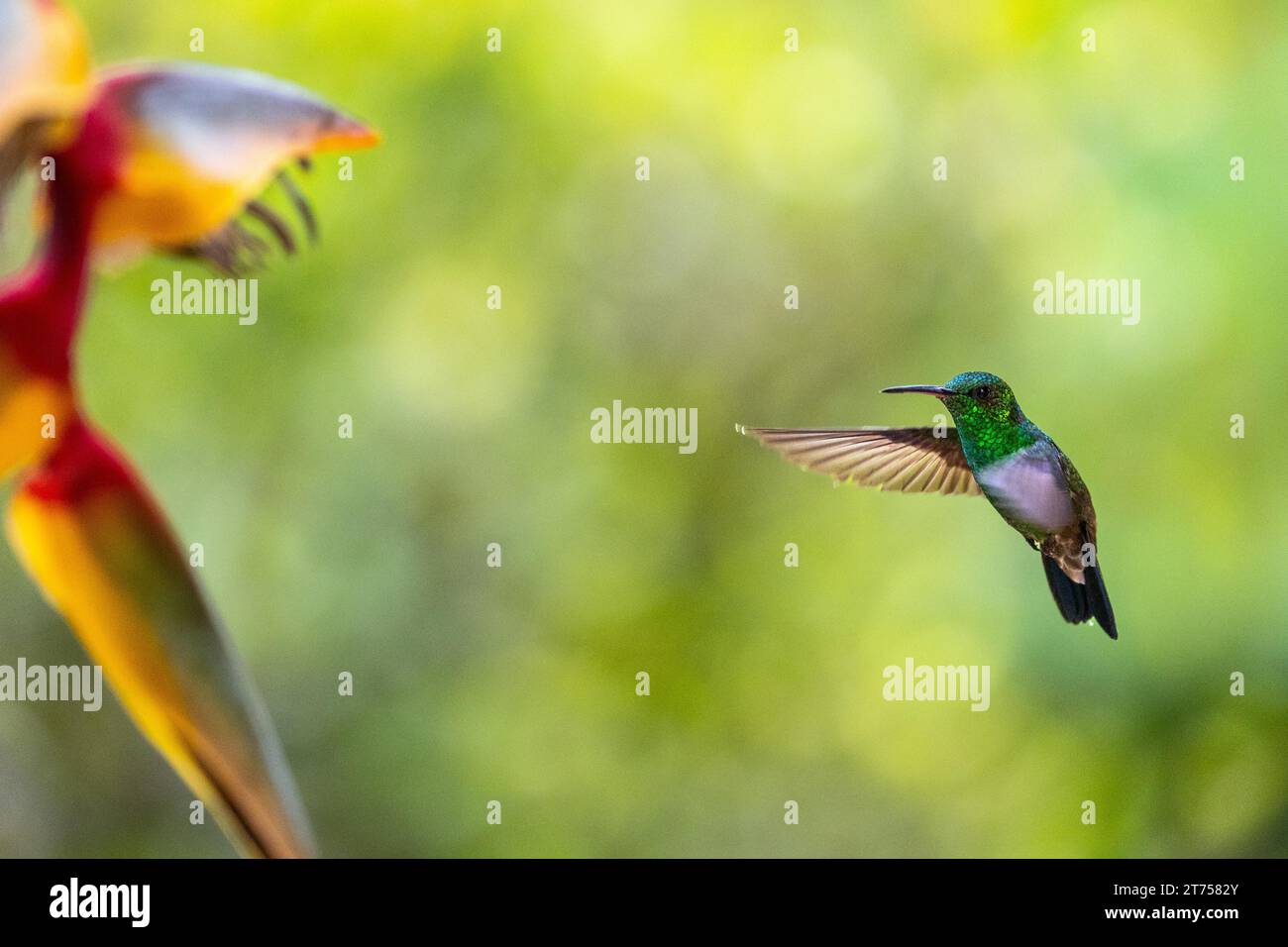 Flying Green Hummingbird (Trochilidae) (Helicona rostrata), Hummingbird ...