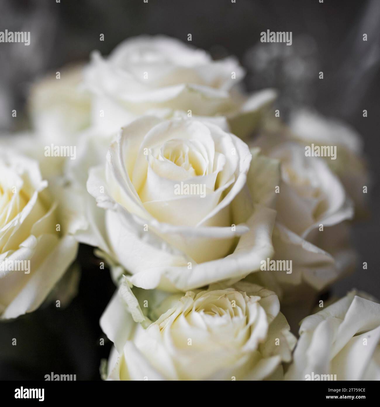 Countdown Rose Close up white roses Stock Photo - Alamy