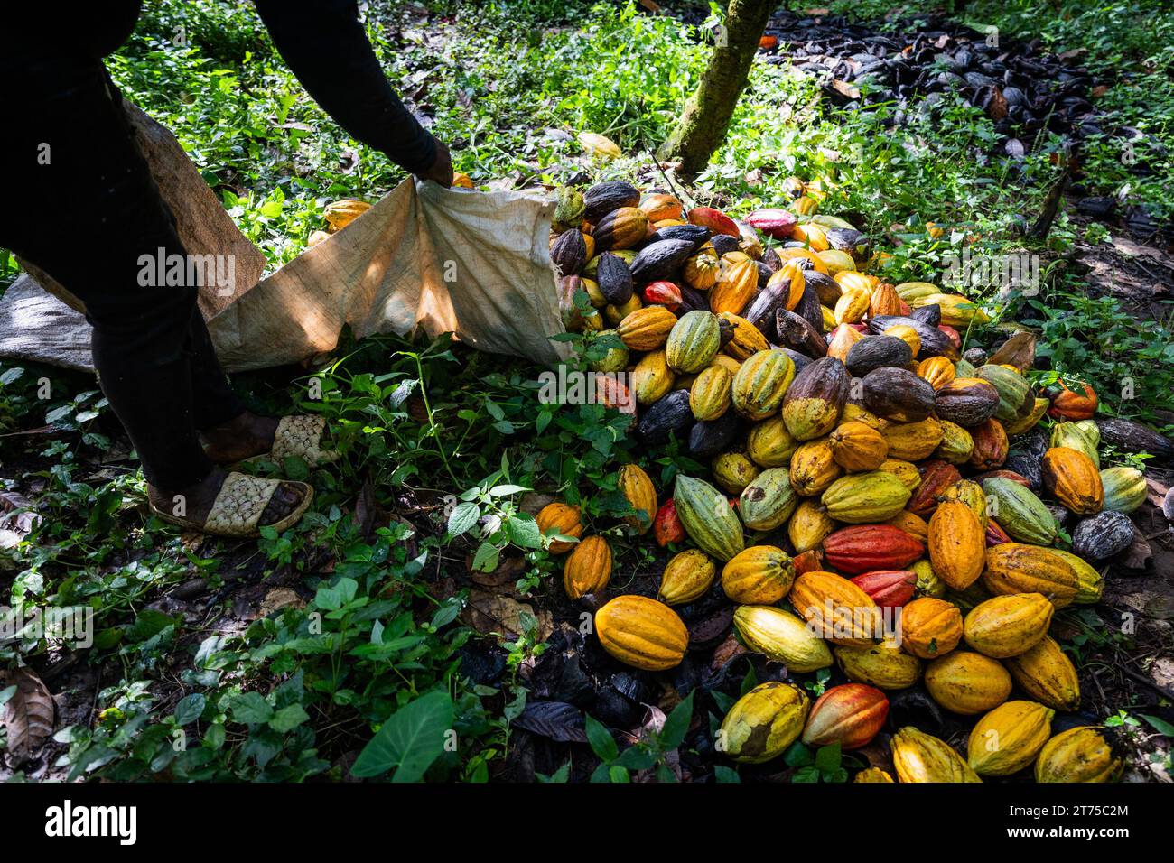 Close-up of cocoa pods collected by a female farmer during the harvest ready to be opened Stock Photo