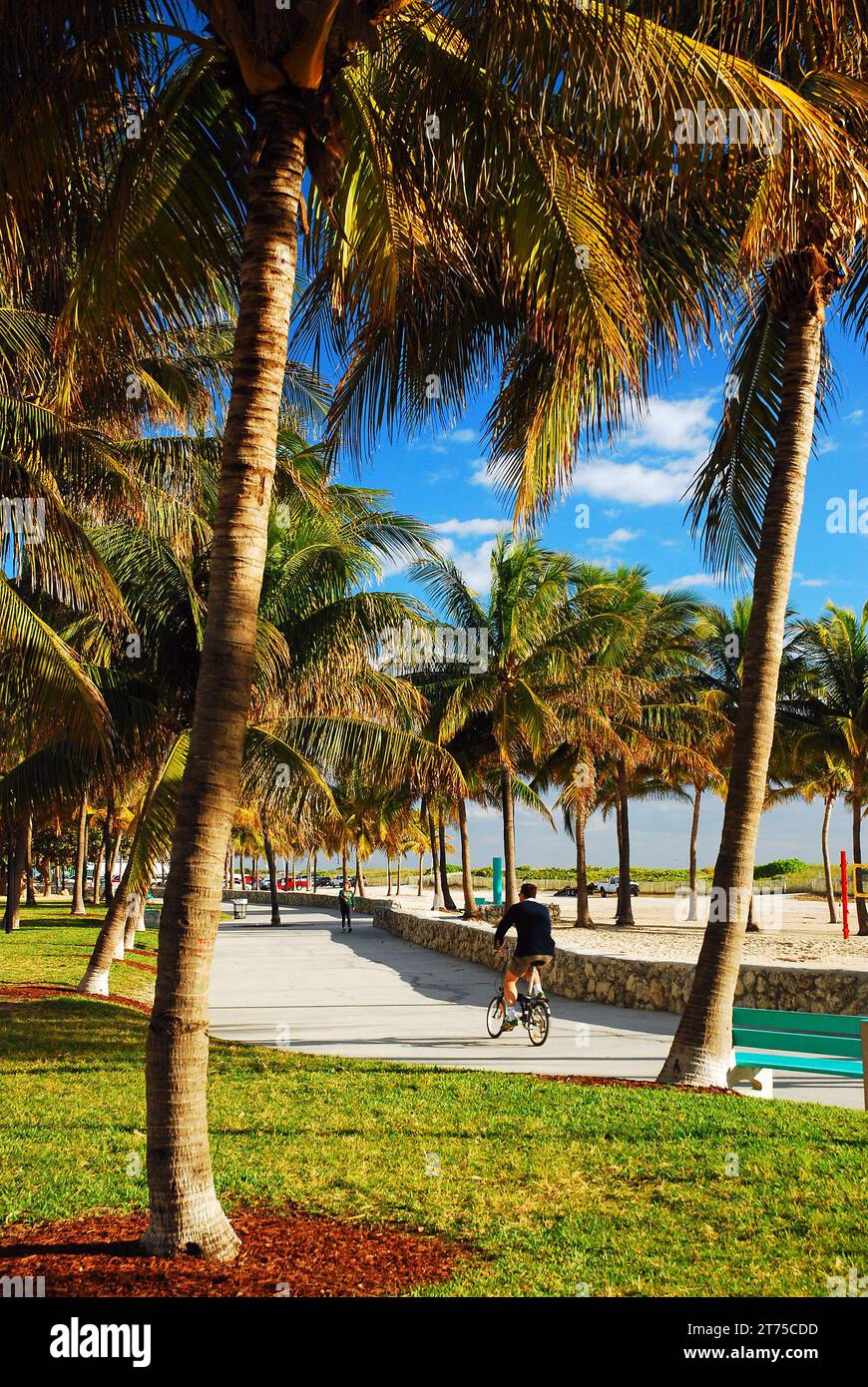 An adult man takes a bike ride in Lummus Park located off the beach in Miami Beach, Florida Stock Photo
