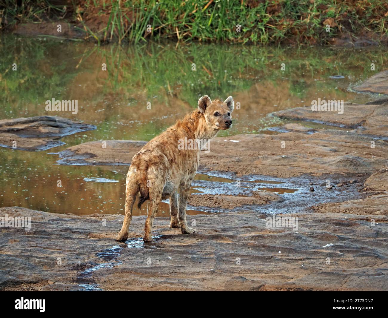 peeing africa old lame female Spotted Hyena (Crocuta crocuta) peeing as she limps across  Ewaso Narok river, Laikipia, Kenya, Africa Stock Photo - Alamy