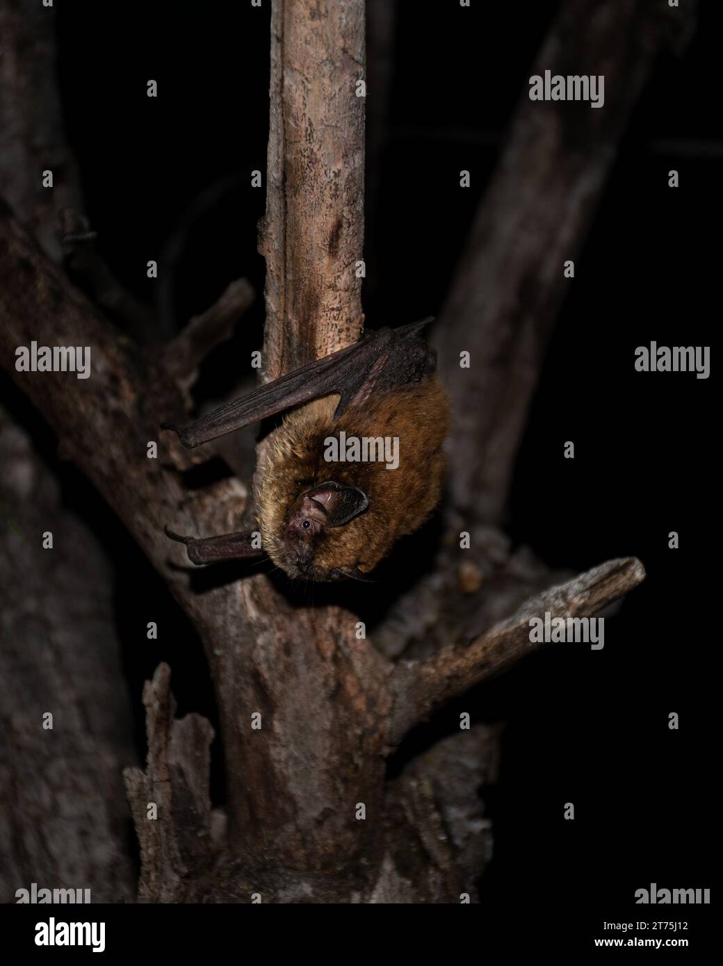Bat rat hi-res stock photography and images - Alamy