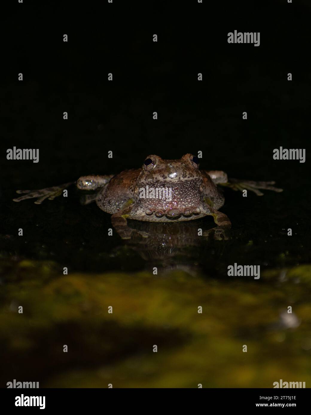 a canyon tree frog in the water in the gila national forest Stock Photo