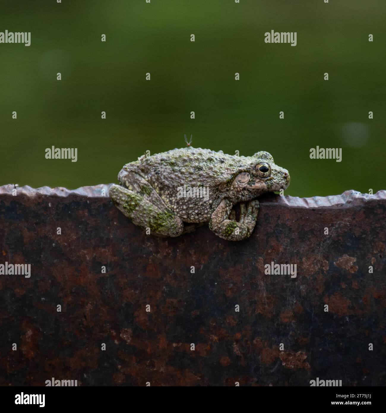 a canyon tree frog balancing on the edge of a cattle tank in the Gila National Forest Stock Photo