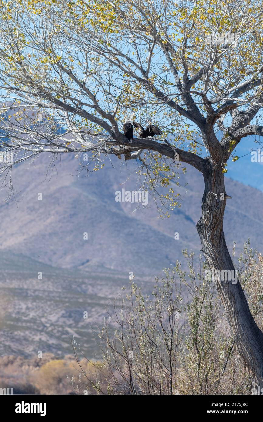 Two Bald Eagles nesting high up a tree at Bosque Del Apache National Wildlife Refuge in New Mexico, with a blue sky and desert mountains in the backgr Stock Photo