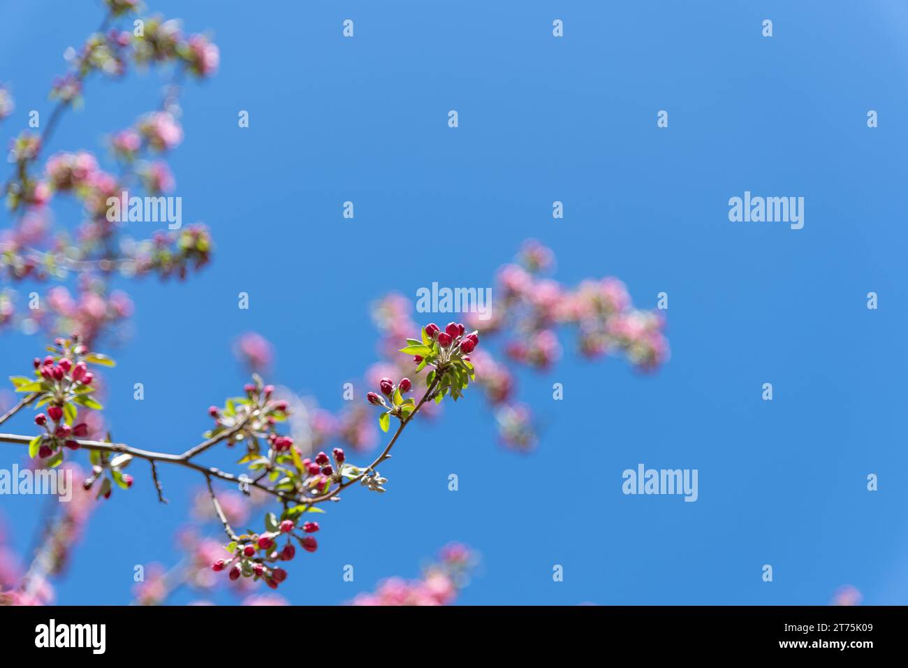 Cherry blossoms in sunlight hi-res stock photography and images - Page 2 -  Alamy