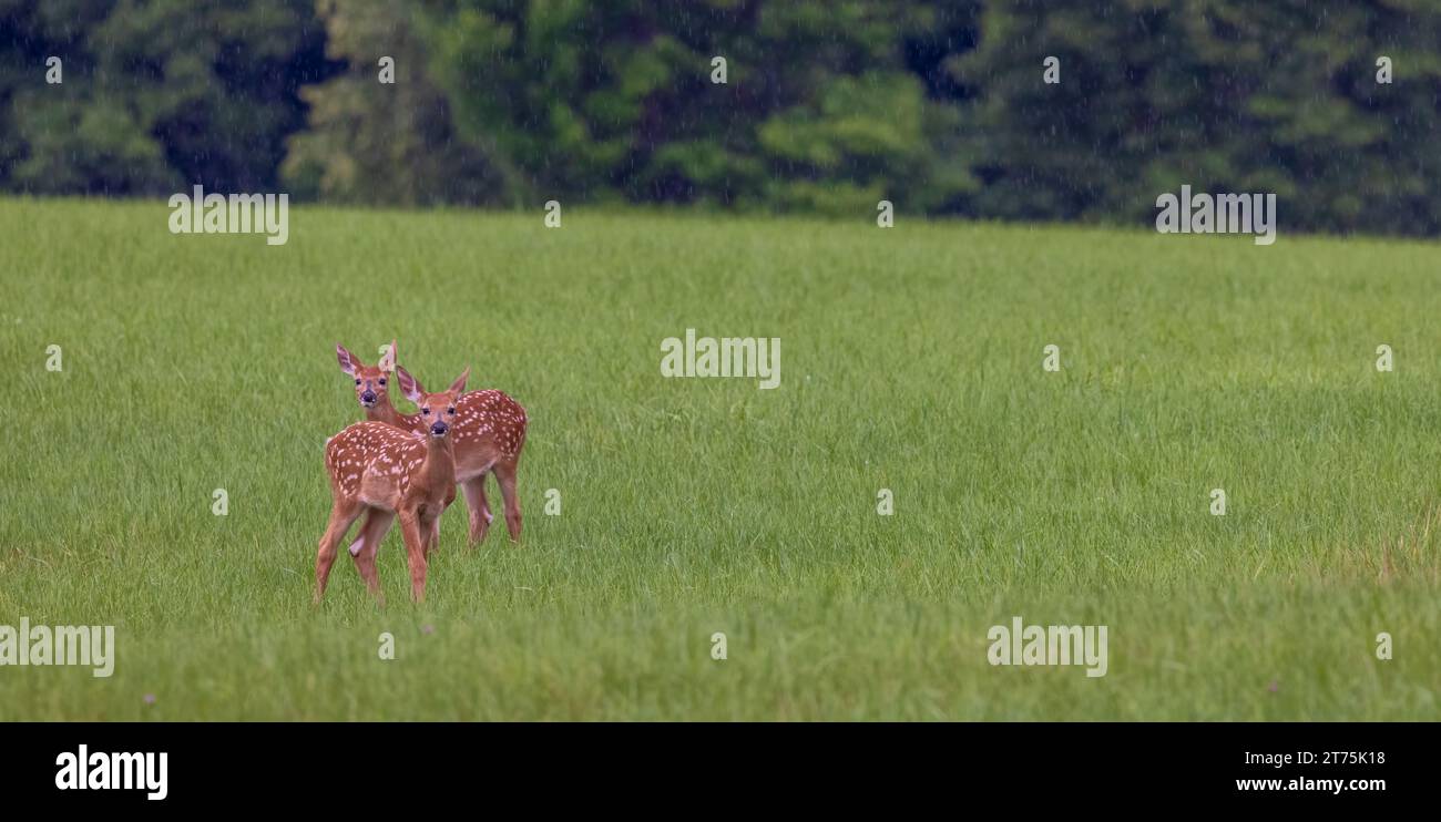 Rain falling on twin fawns in a northern Wisconsin hayfield Stock Photo