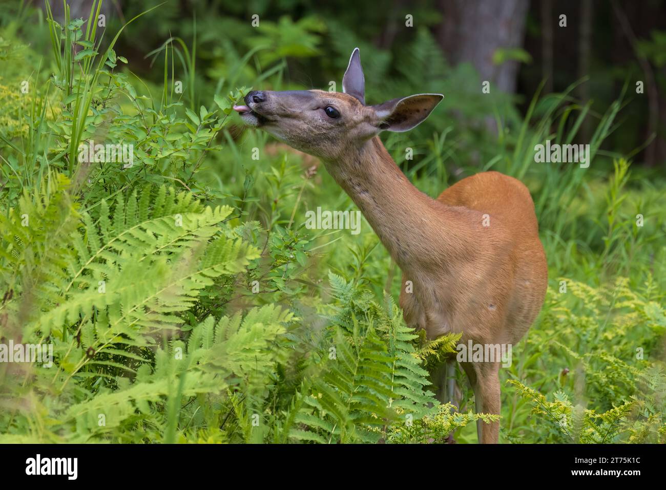 Whitetail doe taste-testing the vegetation in northern Wisconsin. Stock Photo