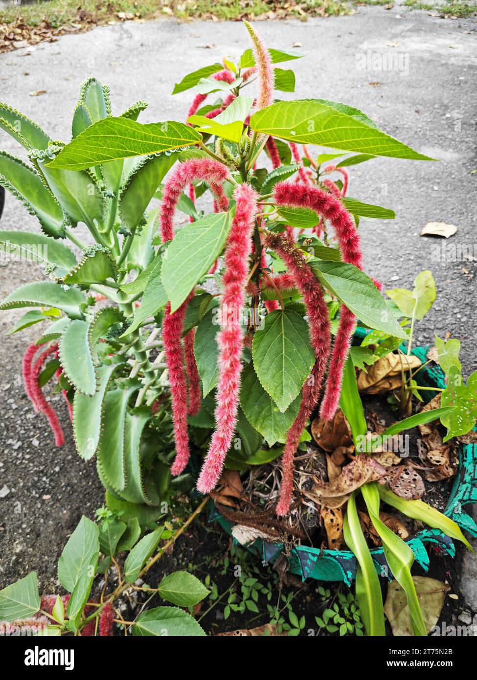 beautiful red- hot cat's tail flower houseplant. Stock Photo