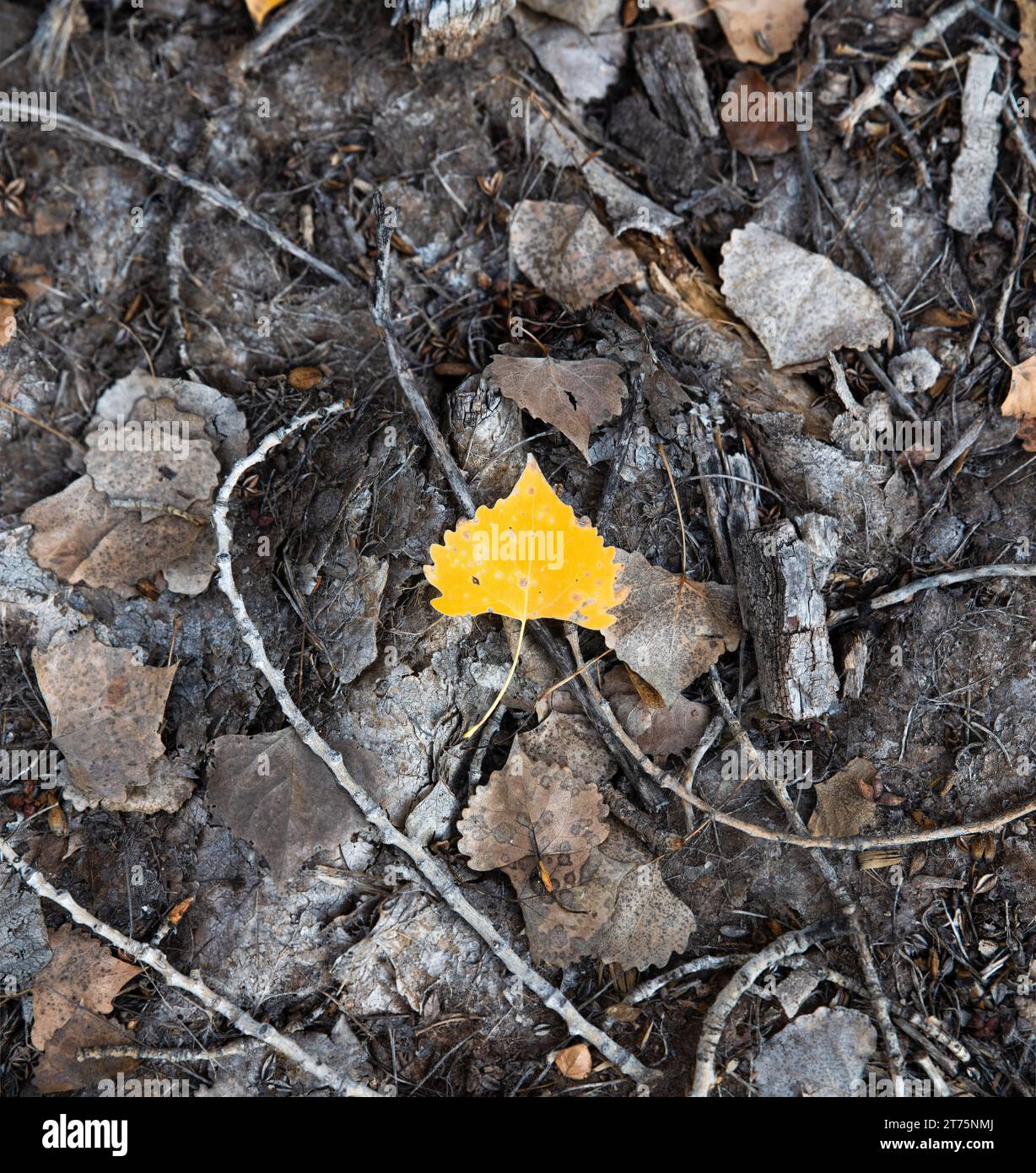 Forest floor surface hi-res stock photography and images - Alamy
